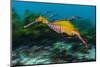 Weedy seadragon swimming over seaweeds, NSW, Australia-Alex Mustard-Mounted Photographic Print
