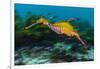 Weedy seadragon swimming over seaweeds, NSW, Australia-Alex Mustard-Framed Photographic Print