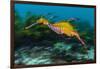 Weedy seadragon swimming over seaweeds, NSW, Australia-Alex Mustard-Framed Photographic Print