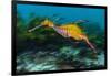 Weedy seadragon swimming over seaweeds, NSW, Australia-Alex Mustard-Framed Photographic Print