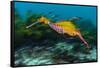 Weedy seadragon swimming over seaweeds, NSW, Australia-Alex Mustard-Framed Stretched Canvas