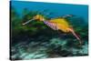 Weedy seadragon swimming over seaweeds, NSW, Australia-Alex Mustard-Stretched Canvas