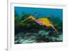 Weedy seadragon swimming over seaweeds, NSW, Australia-Alex Mustard-Framed Photographic Print