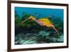 Weedy seadragon swimming over seaweeds, NSW, Australia-Alex Mustard-Framed Photographic Print