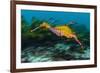 Weedy seadragon swimming over seaweeds, NSW, Australia-Alex Mustard-Framed Photographic Print
