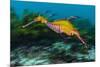 Weedy seadragon swimming over seaweeds, NSW, Australia-Alex Mustard-Mounted Photographic Print