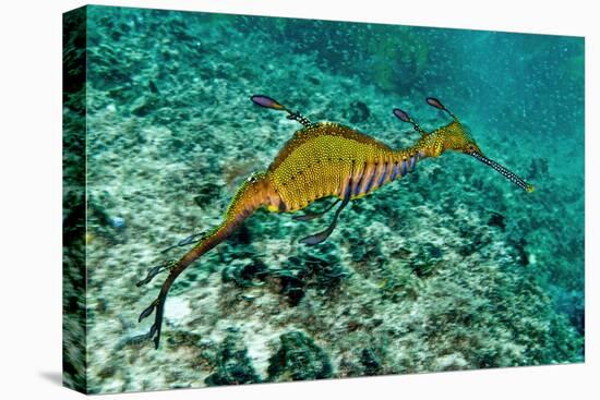 Weedy Seadragon-null-Stretched Canvas