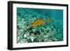 Weedy Seadragon-null-Framed Photographic Print