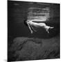 Weeki Wachee Spring, Florida, c.1947-Toni Frissell-Mounted Photographic Print