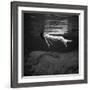 'Weeki Wachee Spring, Florida, c.1947' Photographic Print - Toni ...