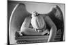Weeping Angel 2-John Gusky-Mounted Photographic Print