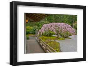 Weeping Cherry, Pavilion, Portland Japanese Garden, Portland, Oregon-Michel Hersen-Framed Photographic Print