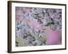 Weeping Cherry Tree Blossoms, Louisville, Kentucky, USA-Adam Jones-Framed Photographic Print