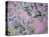 Weeping Cherry Tree Blossoms, Louisville, Kentucky, USA-Adam Jones-Stretched Canvas