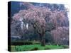 Weeping Cherry Tree-null-Stretched Canvas