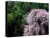 Weeping Cherry Tree-null-Stretched Canvas