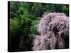 Weeping Cherry Tree-null-Stretched Canvas