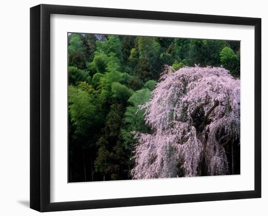 Weeping Cherry Tree-null-Framed Premium Photographic Print