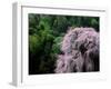 Weeping Cherry Tree-null-Framed Premium Photographic Print
