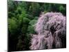 Weeping Cherry Tree-null-Mounted Premium Photographic Print