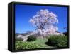 Weeping Cherry Tree-null-Framed Stretched Canvas