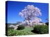 Weeping Cherry Tree-null-Stretched Canvas