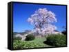 Weeping Cherry Tree-null-Framed Stretched Canvas