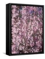 Weeping Cherry Tree-null-Framed Stretched Canvas