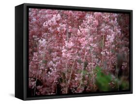 Weeping Cherry Tree-null-Framed Stretched Canvas
