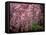 Weeping Cherry Tree-null-Framed Stretched Canvas