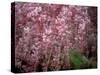 Weeping Cherry Tree-null-Stretched Canvas