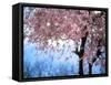 Weeping Cherry Tree-null-Framed Stretched Canvas