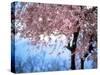 Weeping Cherry Tree-null-Stretched Canvas