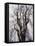 Weeping Cherry Tree-null-Framed Stretched Canvas