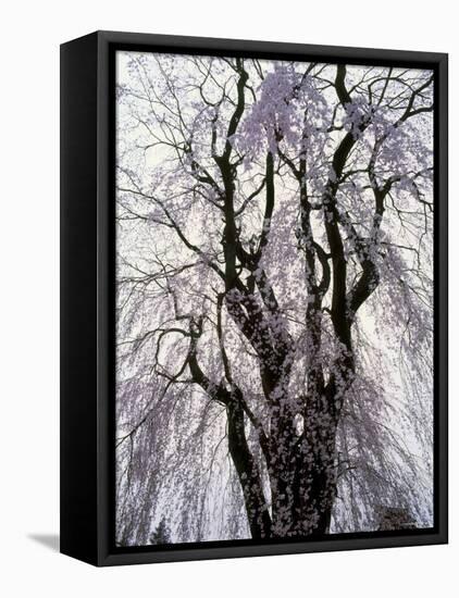 Weeping Cherry Tree-null-Framed Stretched Canvas