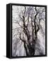 Weeping Cherry Tree-null-Framed Stretched Canvas