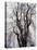 Weeping Cherry Tree-null-Stretched Canvas