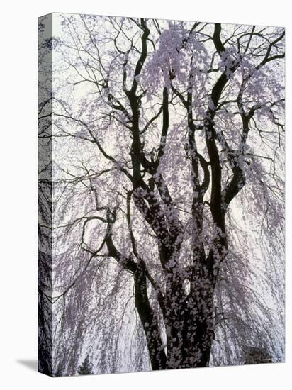 Weeping Cherry Tree-null-Stretched Canvas