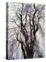 Weeping Cherry Tree-null-Stretched Canvas