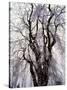 Weeping Cherry Tree-null-Stretched Canvas