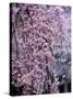 Weeping Cherry Tree-null-Stretched Canvas