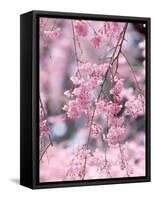 Weeping Cherry Tree-null-Framed Stretched Canvas
