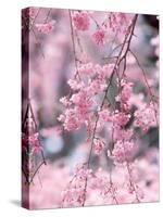 Weeping Cherry Tree-null-Stretched Canvas