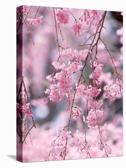 Weeping Cherry Tree-null-Stretched Canvas