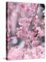 Weeping Cherry Tree-null-Stretched Canvas