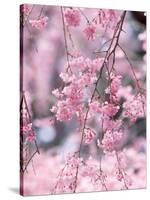 Weeping Cherry Tree-null-Stretched Canvas