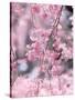 Weeping Cherry Tree-null-Stretched Canvas