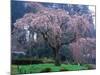 Weeping Cherry Tree-null-Mounted Photographic Print