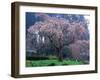 Weeping Cherry Tree-null-Framed Photographic Print