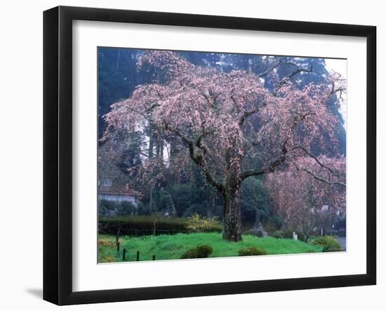 Weeping Cherry Tree-null-Framed Photographic Print